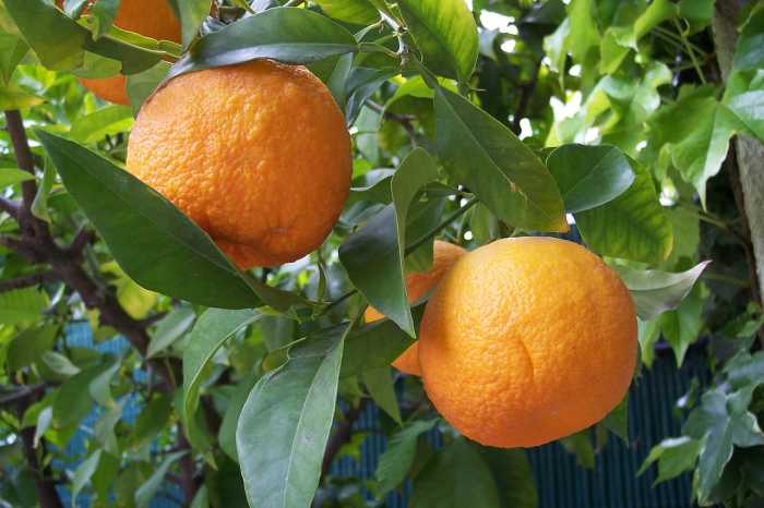 Seville oranges