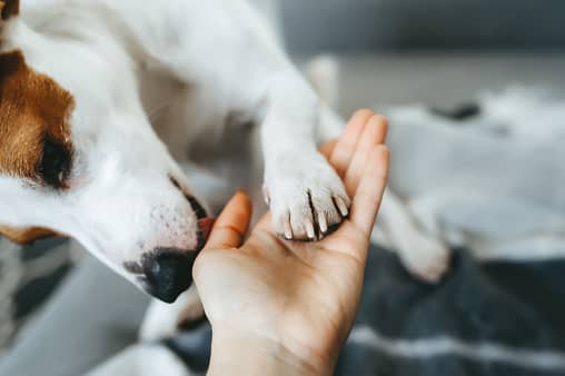 Unlike humans, who have notoriously dirty mouths that would put a Komodo dragon to shame, dogs' saliva contains enzymes known to hasten healing.