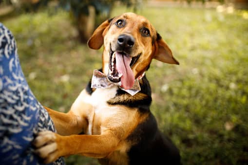 If a dog you have never seen before runs up to you with a lolling tongue and furiously wagging tail, this is purportedly a sign that a long-lost love is thinking of you and will reenter your life in the near future.