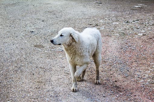 Divorce, financial hardship, health scares, and even homelessness are said to await those who ignore a dog that cannot touch all four paws to the ground.