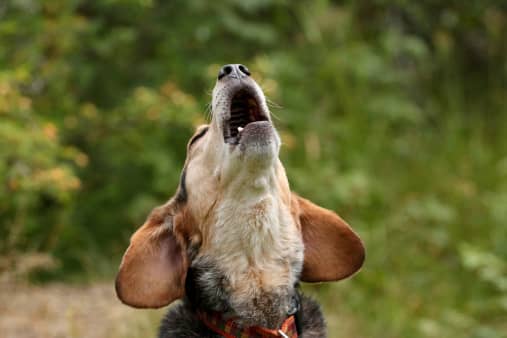 According to superstition, to hear a dog howling for no apparent reason means that death is approaching.