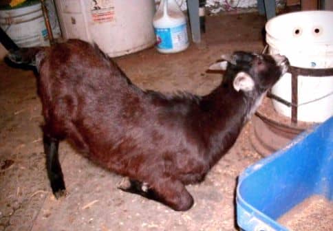 If there are baby goats, they, too, must be fed. This one is big enough to have graduated from a hand-held bottle to a bucket fixed with nipples and flexible tubes which extend into a container of milk.