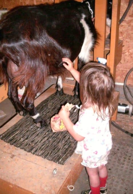 My daughter "Tyger" likes to pet the goats, and always speaks to them nicely. (That's a bag of popcorn she's holding. They like that, too.)