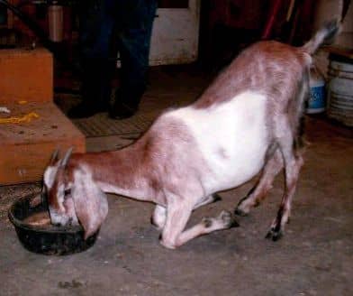She is related to the oldest doe, Morgana . . . and acts it, too. She appreciates the finer things in life, like playing hide'n'seek with spilled oats, and having the run of the milk room.