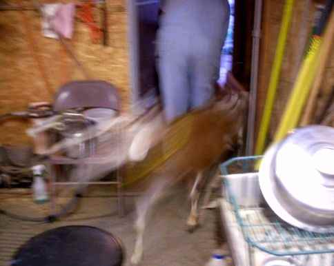 Time to go out. The exchange can happen very quickly, as there are almost always at least two goats trying to get into the room.
