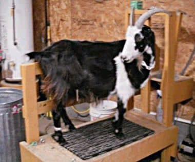 "Where's my grain? I want my grain." Each goat is given a few cups of a corn-oat mix to munch while the are being milked.