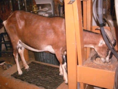 This is "Too". She is an extremely good milk goat specimen. She and her herdmate "Friend" look similar, and she received her name when Mr. James asked her, "Do you want to be my friend, too?"