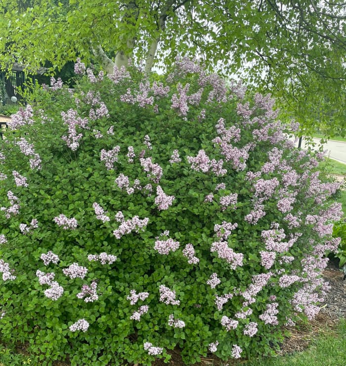 How to Grow and Maintain Korean Lilac - Dengarden