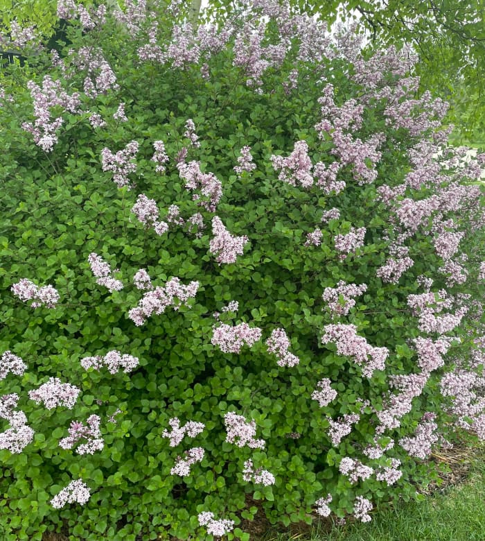 Lilacs were brought to the Americas from Asia and Europe in the 1700s, and they have become a mainstay of many American gardens since.