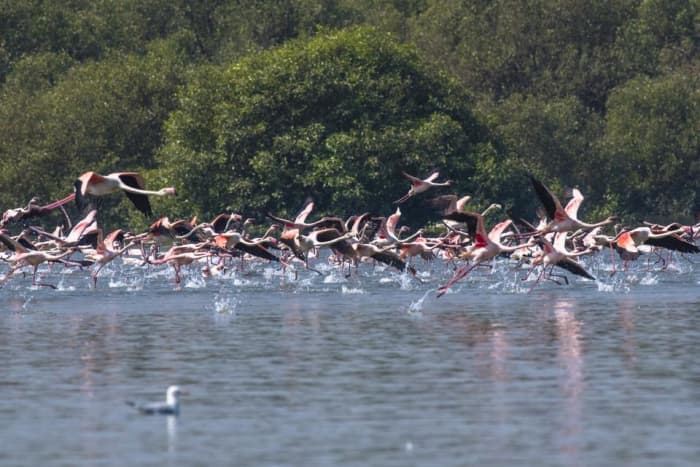 Thane Creek Flamingo Sanctuary