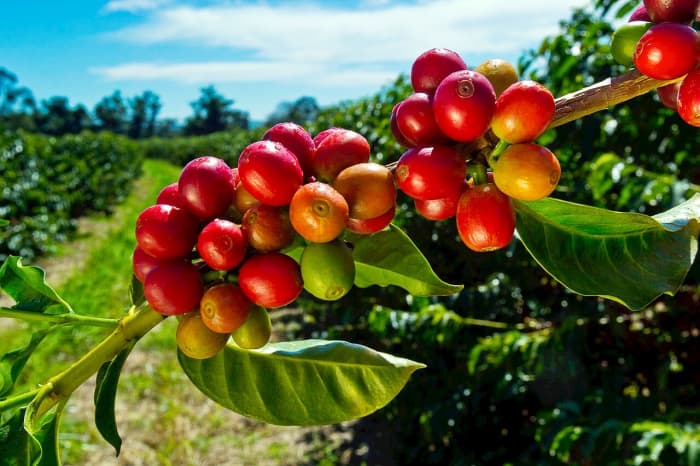 Coffee berries ready for harvesting