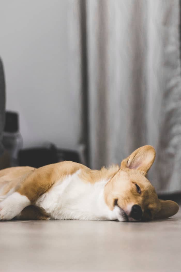 Seizures in dogs are scary. Your dog will act unlike themselves and may stop responding all together.