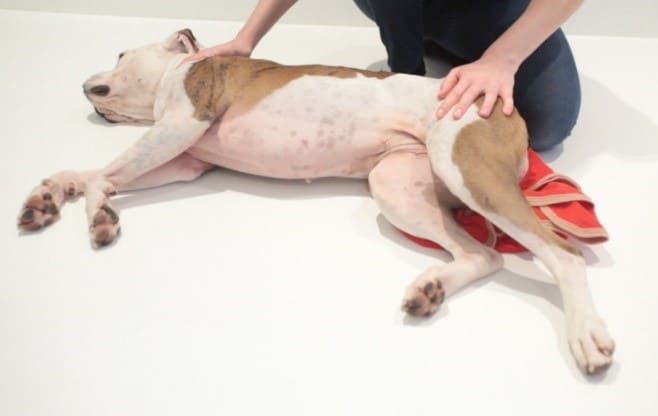 Dog placed in the recovery position after a seizure. The dog is unresponsive, and the owner can monitoring breathing easily.