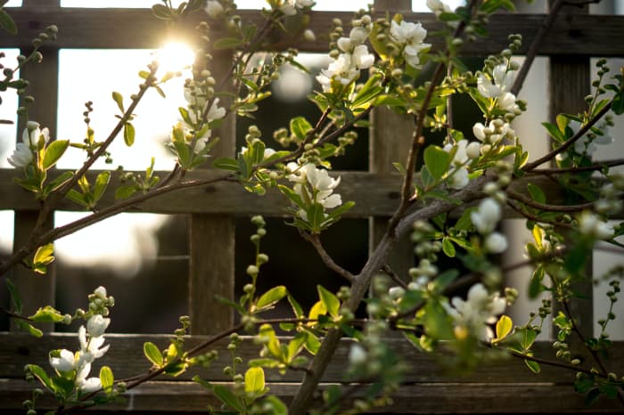 Putting your trellis up against your balcony railing can be a great way to create a calm atmosphere and boost privacy.