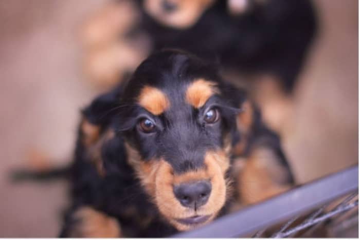 Use a baby gate or pet fence to provide your dog an area to to stay calm and prevent rehearsal of the problematic behavior. The gate will prevent your dog from directly jumping on people.