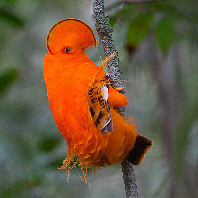 The Guianan Cock-of-the-Rock is certainly one of the most memorable birds in Canaima National Park