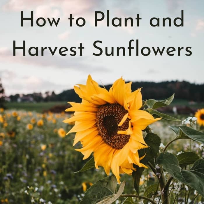 How to Care for Sunflowers and Harvest Their Seeds - Dengarden