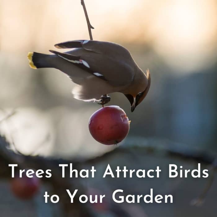 Trees That Can Encourage Bird Activity in Your Yard Dengarden