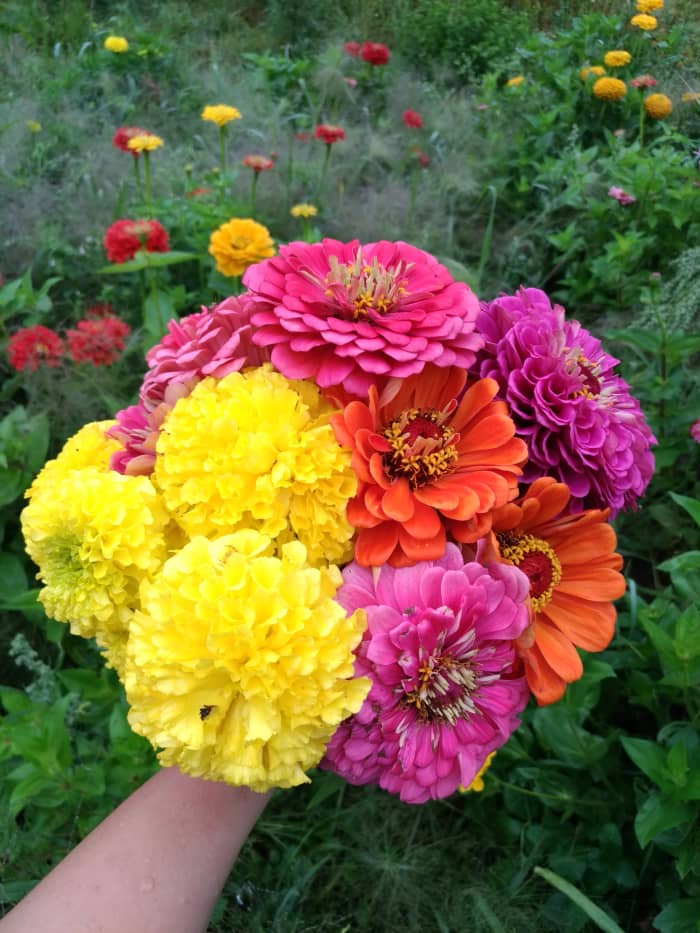 adoro cultivar e vender flores cortadas.