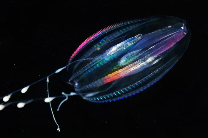 A comb jelly in the genus Euplokamis