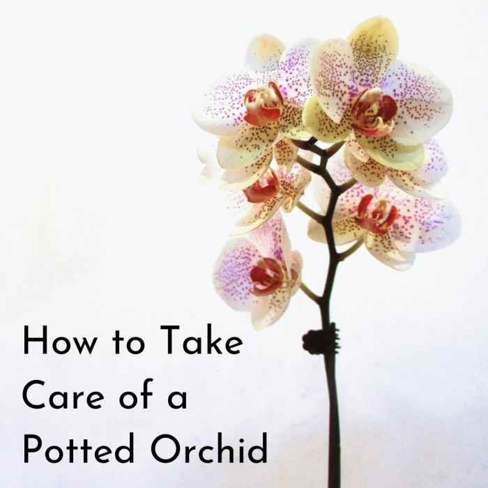 How to Take Care of Potted Orchids Dengarden