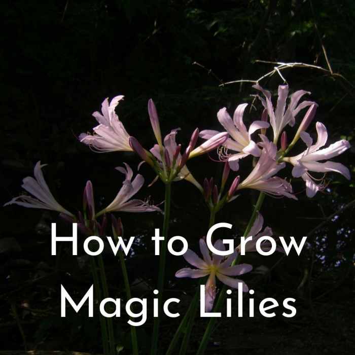 How to Grow Magic Lilies Dengarden