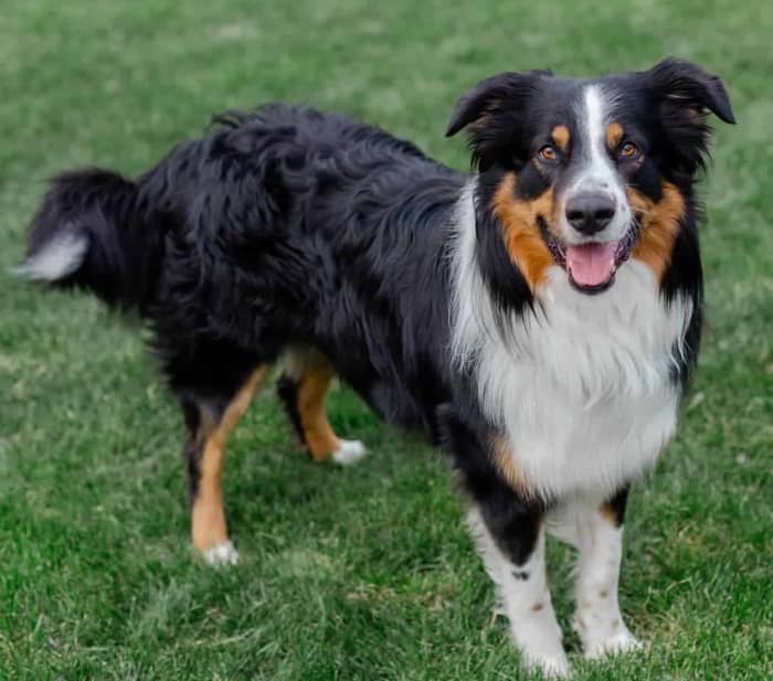 The English Shepherd is a herding dog who loves to work. Their instinct tells them to chase and try to herd everyone they come across.