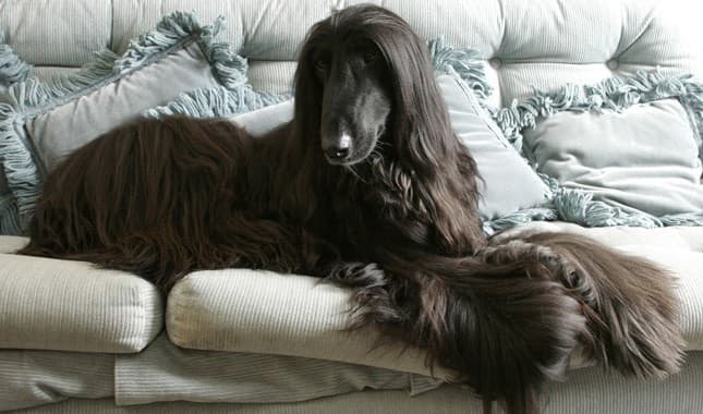 The aristocratic Afghan Hound is a cool elegance. He lives to run, but once he’s had his daily exercise in a safely fenced area.