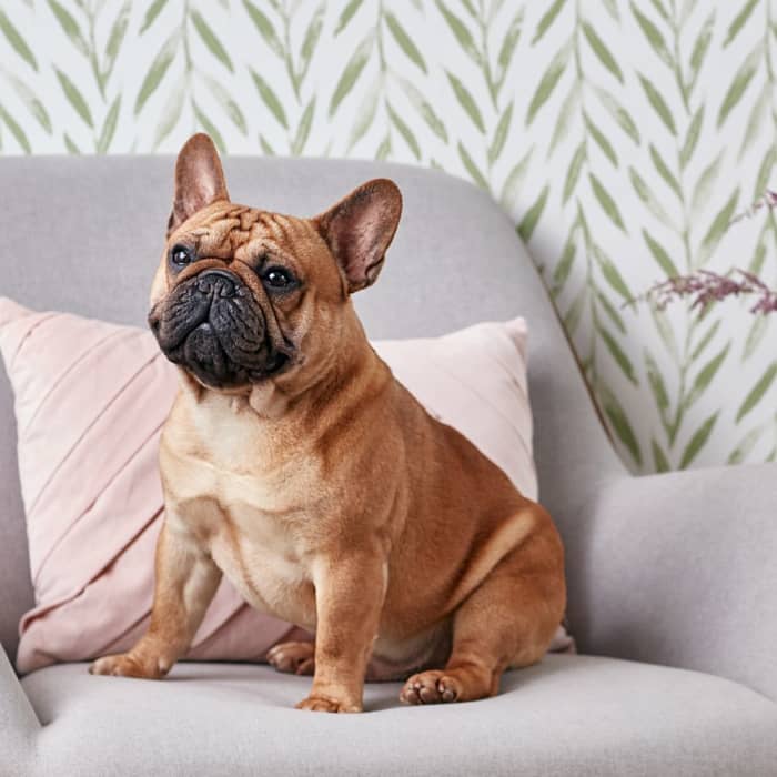 The French bulldog, or Frenchie, is a sturdy, compact dog breed with a large head, short snout, and bat-like ears. This breed is lively, lovable, and playful.
