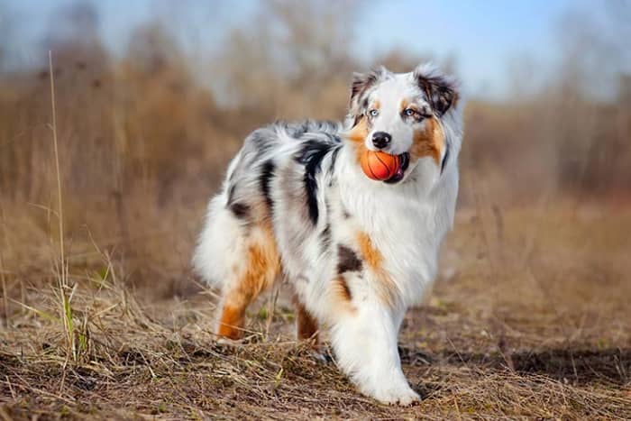 The Australian Shepherd, a lean, tough ranch dog, is one of those only in America stories: a European breed perfected in California by way of Australia.