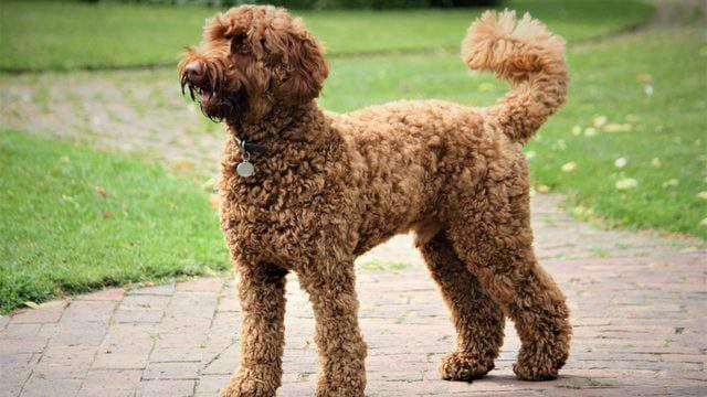 Like almost every American city, dogs are prevalent in Detroit. But of all the canines, one breed reigns supreme in the Motor City: the Labradoodle.