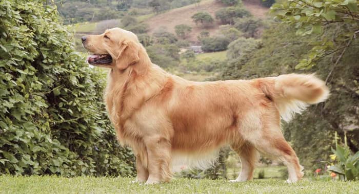 The Golden Retriever is a very popular dog. A combination of beauty and a kind temperament has made the Golden Retriever one of the favorite for many years.