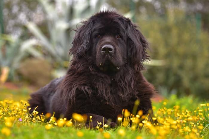 The massive Newfoundland is a strikingly large, powerful working dog of heavy bone and dignified bearing.