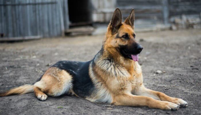 The German Shepherd have a rather distinct personality marked by a direct and expression, obvious self-confidence to develop friendships.
