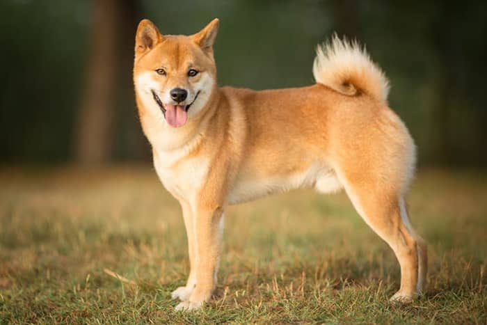 An ancient Japanese breed, the Shiba Inu is a little but well-muscled dog once employed as a hunter. Today, the spirited, good-natured Shiba is the most popular companion dog in Japan.