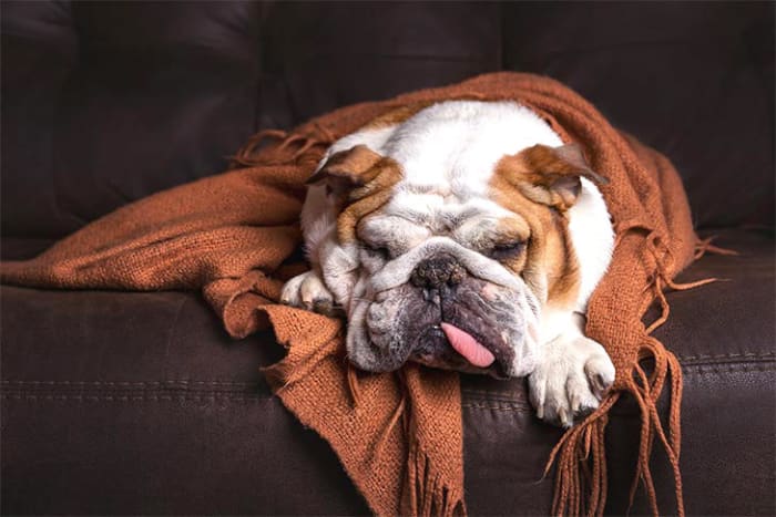 Kind the courageous, friendly but dignified. The Bulldog is a thick-set, well-muscled bruiser whose “sourmug” face is the symbol of courage and tenacity.