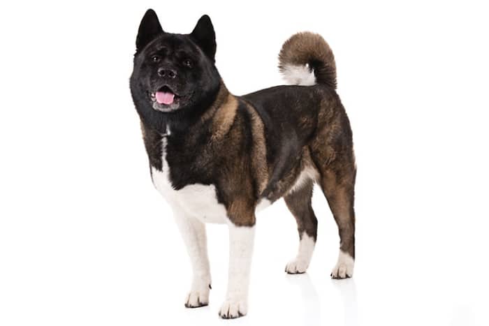 Akitas are muscular, double-coated Japanese lineage famous for their dignity, courage and loyalty. In their family protectors and symbols of good health, happiness, and long life.