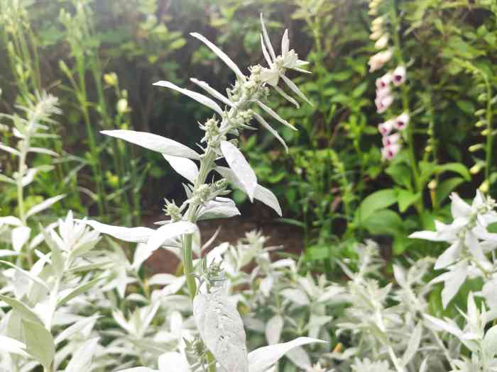 Western Mugwort is a beautiful plant that adds a delicate silver splash to any garden. 
