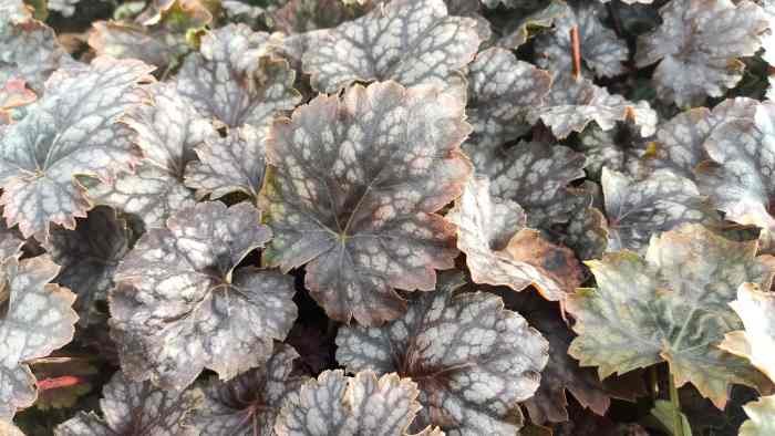 Heuchera's purple foliage makes it a lovely addition to any garden. 