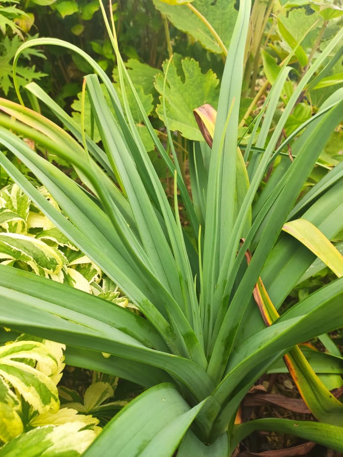 Even when the red-hot pokers that give this plant its name aren't present, its lovely semi-succulent foliage provides interest.