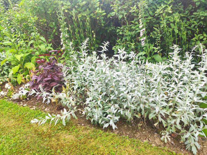 Western Mugwort adds an elegant splash of silver to garden borders. 