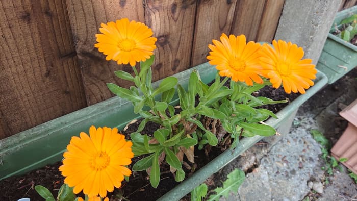 Calendula is a fast growing plant that is happiest in light poor soils that drain well.