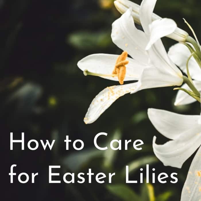 A Basic Guide to Easter Lily Care Dengarden