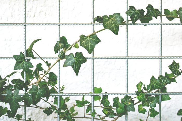 Thin mesh of some type is best for plants with tendrils. However, ivy and other winders can also grow on a mesh, as long as it's widely spaced.