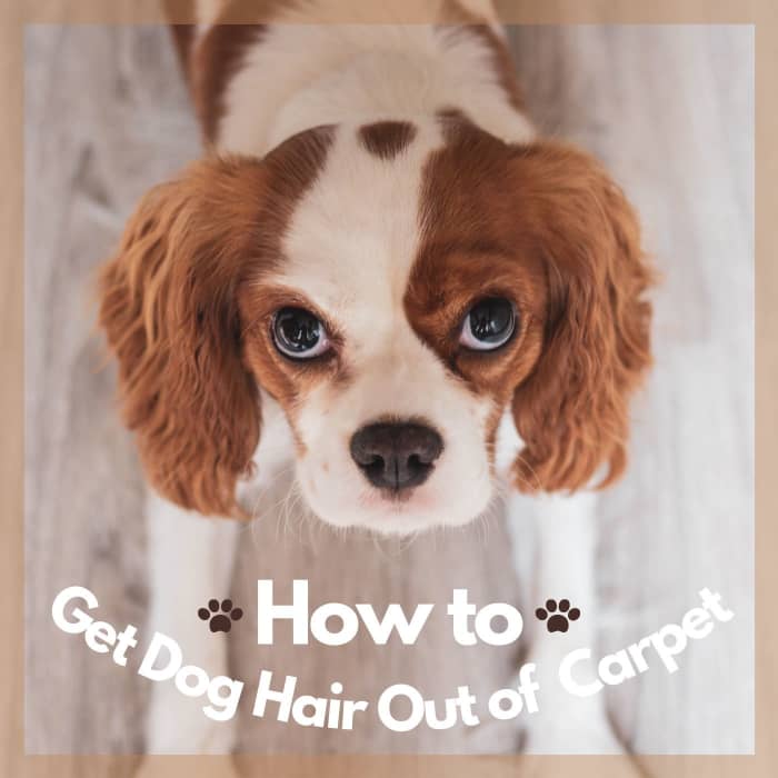 How to Get Dog Hair Out of Carpet Dengarden