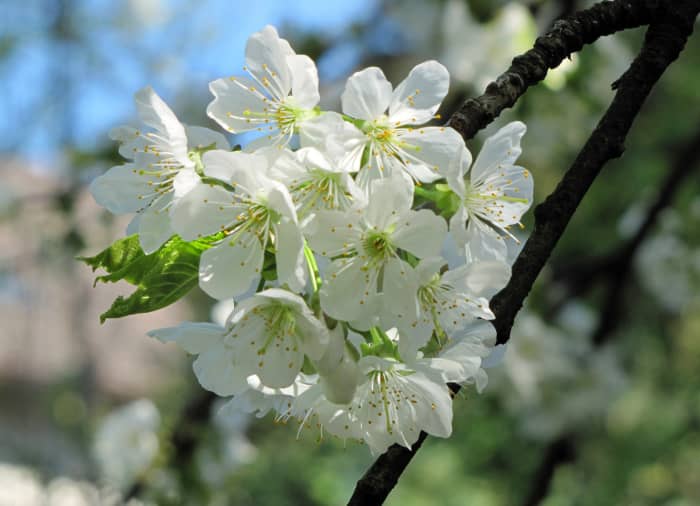 cherry flowers