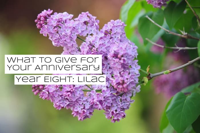 Lilacs are packed with mythology. Lilacs have been used to hide the scent of dead people. Lilacs have been used to cast spells on people to get them to fall in love.