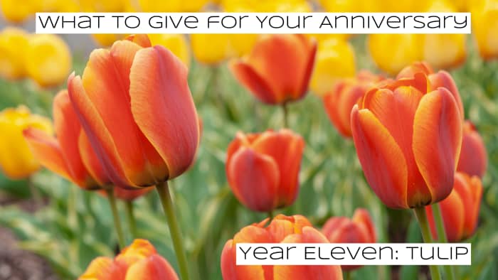 Tulips can be grown in a variety of colors. This is one of the most popular flowers for garden shows.