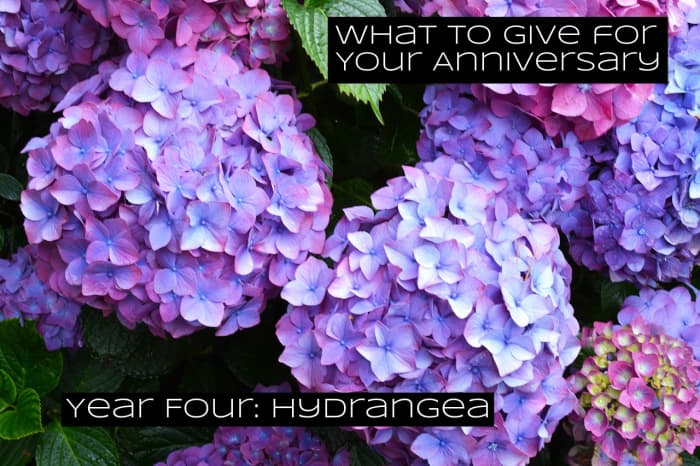 A popular pink hydrangea called Vanilla Strawberry has been named "Top Plant" by the American Nursery and Landscape Association.