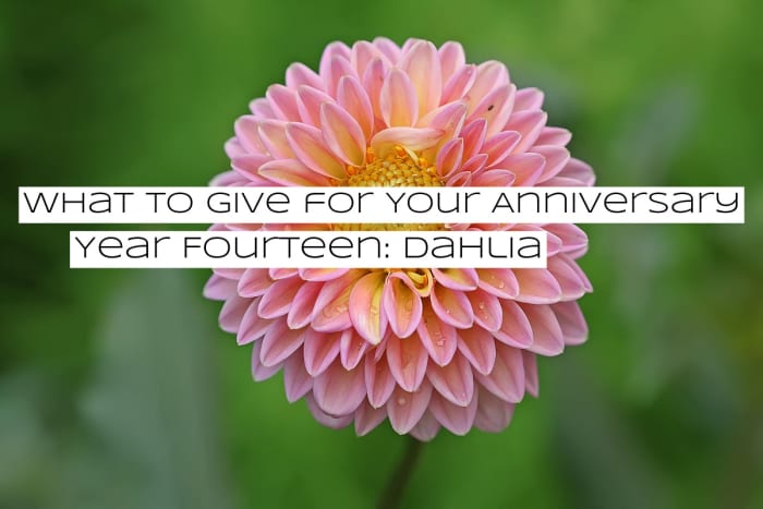 Don't send your sweetheart a black dahlia unless you want to send them a strong message that things are not going the right way.
